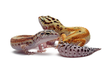 Wall Mural - a pair of eublepharis macularius red stripe closeup on isolated background