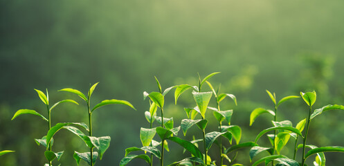 Sticker - Freshness tea leave,close up of tea leaves with morning