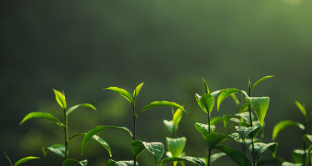 Wall Mural - Freshness tea leave,close up of tea leaves with morning