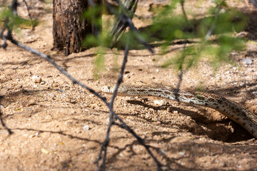 Wall Mural - A Sonoran gopher snake, Pituophis catenifer affinis, slithering out of a round-tailed ground squirrel burrow while on the hunt in the Sonoran Desert. Pima County, Tucson, Arizona, USA.