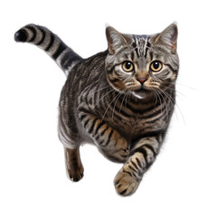 Wall Mural - american shorthair cat isolated