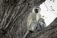 A Baby Vervet Monkey, Chlorocebus Pygerythrus, Nursing.
