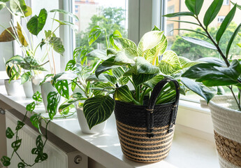 Close up of leaves philodendron white measures or birkin or new wave in the pot at home. Indoor gardening. Hobby. Green houseplants. Modern room decor, interior. Lifestyle, Still life with plants