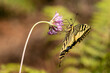 © ADDICTIVE STOCK - Butterfly near purple flower in nature