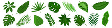Tropical Leaves Set. Set Tropical Greenery Leaf. Leaves Monstera Palm.