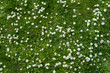 © Mint Images - Field of green grass and blooming daisies and dandelions, a lawn in spring.