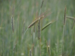 Ears of rye. A green field of new crops. Agriculture and food prices