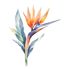 Poster - Cute watercolor strelitzia flower. Illustration Generative AI.