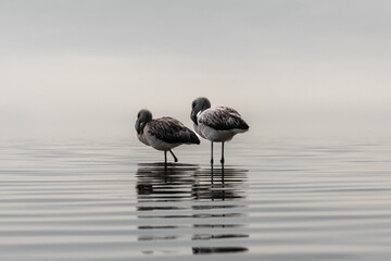 horizontal photography on a foggy or cloudy day at sea chiquita Ansenuza cordoba argentina of two flamingo birds