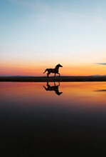 Silhouette Of Horse On Lake Shore