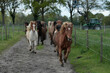 Islandpferde auf dem weg zur weide auf einer Farm