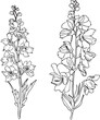 small minimalist larkspur tattoo, pencil delphinium drawing, outline larkspur flower drawing, larkspur line drawing, flower tattoo designs, flower coloring pages, preschool flowers coloring pages