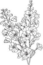 Delphinium Flower Line Art, Flower Coloring Pages For Adult, Pretty Flower Coloring Pages, Hand Drawn Larkspur Flower, Botanical Delphinium Black And White Illustration, Linework Lite Blue Larkspur