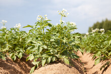 Potato Plant. Blossoming Of Potato Fields, Potatoes Plants With White Flowers Growing On Farmers Fiels