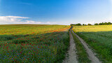 Fototapeta Kwiaty - Poppy field on a sunny day.