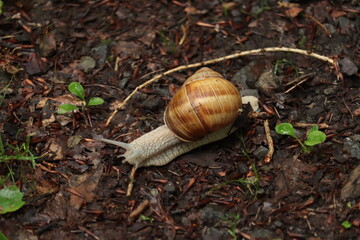 Roman snail on a forest floor close-up