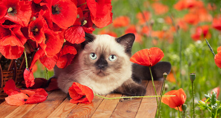 Wall Mural - Cute little kitten with poppies flowers lying on a wooden table in the field in summer