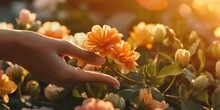 Woman's Hand Touching A Beautiful Field Of Orange Flowers In Morning Spring Sunrise, Spring Or Summer Nature Scene With Blooming Flower In Sun Glare, Generative Ai