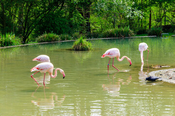 Wall Mural - Flock of lesser flamingos (Phoenicoparrus minor) in a lake