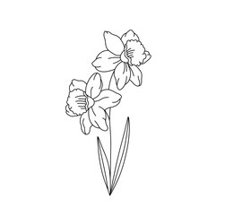 Wall Mural - vector isolated two pair couple narcissus flowers branch twig bouquet colorless black and white cont