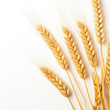Ears Of Golden Wheat In Close- Up On White Background. Rich Harvest Concept. Label Art Design Created With Generative AI Technology