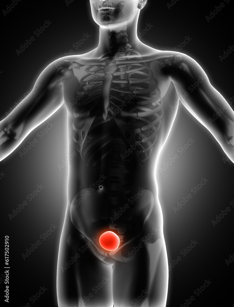 3D render of a medical image of a male figure with bladder highlighted ...