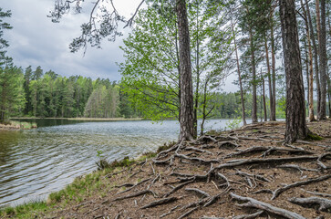 Wall Mural - Spring landscape in the forest lake. Estonia