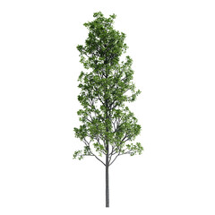 Wall Mural - green tree isolated on transparent or white background