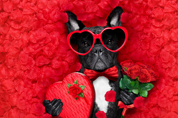 Sticker - valentines french bulldog dog in love holding a cupids arrow with mouth ,wearing sunglasses,lying on bed of red flower petals , with gift box and roses