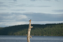Sparrow On Branch In San Juan Islands, Washington