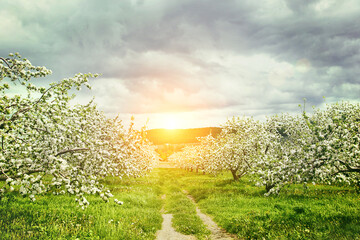 Canvas Print - Apple orchard in springtime