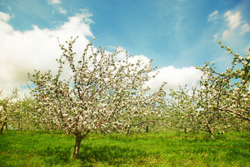 Poster - Blossoming apple orchard in spring