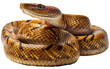 Brown python snake isolated on white background as transparent PNG, generative AI animal