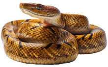 Brown Python Snake Isolated On White Background As Transparent PNG, Generative AI Animal