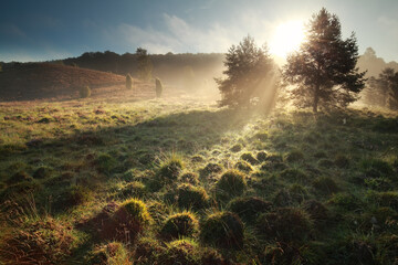 Poster - morning sunshine on hills at Totengrund, Germany