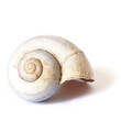 An isolated snail shell over a white background with good detal on the natural design.