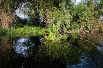 Wall Mural - beautiful bright green summer foliage reflecting in water in the delta