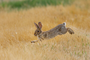 Wall Mural - Endangered riparian brush rabbit  running , seen in the wild in North California