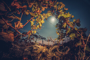 Sticker - Beautiiful vineyard landscape in the moonlight. Night time. Autumn time, ready for harvest and production of wine