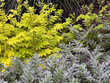 brightly contrasting plant combinations in the garden
