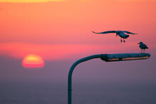 Two European Herring Gull's (Larus Argentatus) On A Lantern At Sunset, One Before Landing