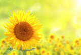 Fototapeta Kwiaty - Bright yellow sunflowers on blurred sunny background