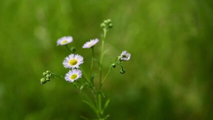 Wall Mural - wild, what i believe are, shasta daisies grown in our yard in windsor in upstate ny. a soft breeze b