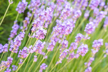 Beautiful Lavender Flowers Field