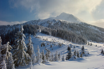 Poster - Carpathian mountains in winter, sunrise and sunset, trees covered with white snow, dramatic sky