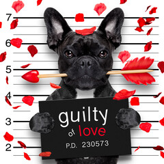 Wall Mural - valentines bulldog  dog with rose in mouth as a mugshot guilty for love