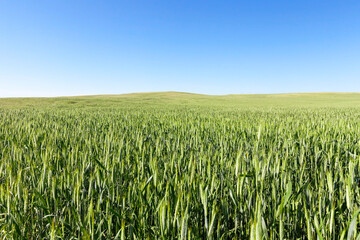 Sticker - Agricultural field on which grow immature young cereals, wheat. Blue sky with clouds in the background