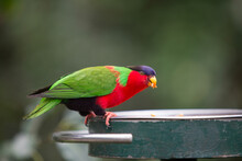Collared Lory Eating