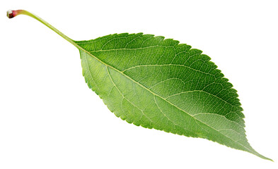 Canvas Print - Green apple leaf isolated on white background