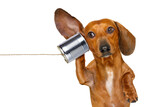 Fototapeta Panele - boss or business dachshund or  sausage dog listening with one ear very carefully on the tin phone or telephone, isolated on white background